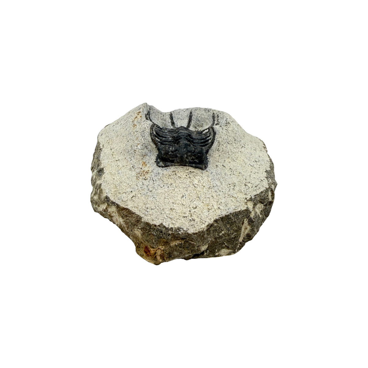 Koneprusia brutoni Trilobite