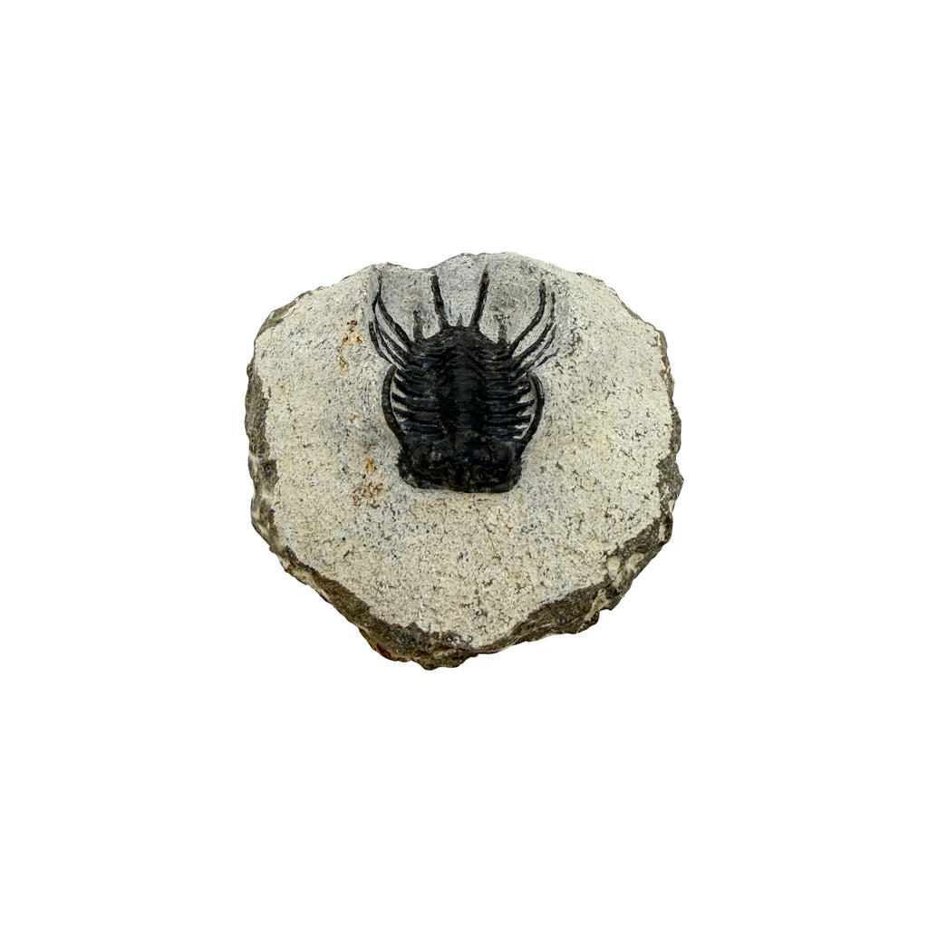 Koneprusia brutoni Trilobite
