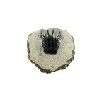Koneprusia brutoni Trilobite