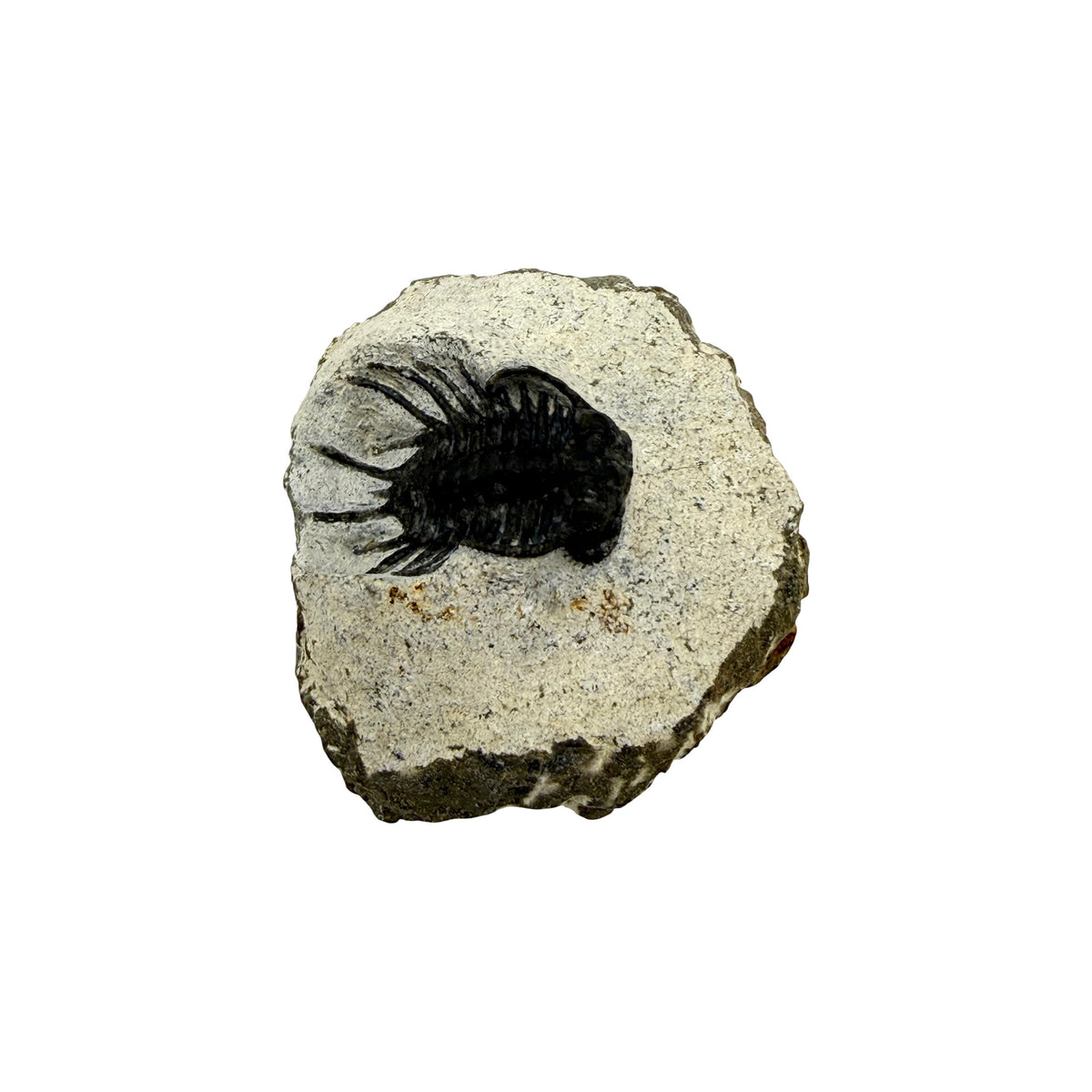 Koneprusia brutoni Trilobite