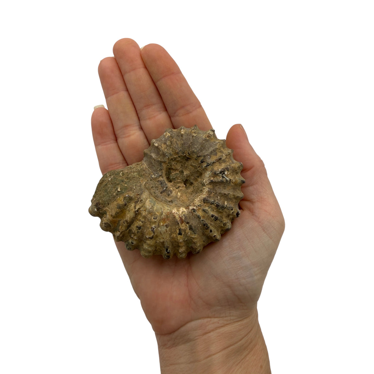 Ammonite (Spiny)