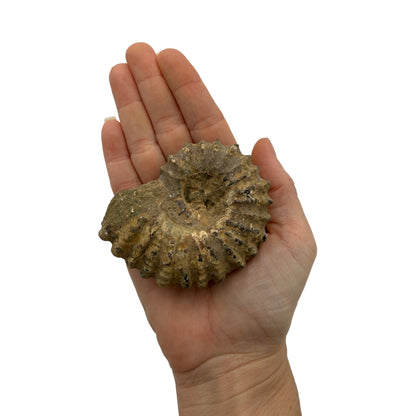 Ammonite (Spiny)