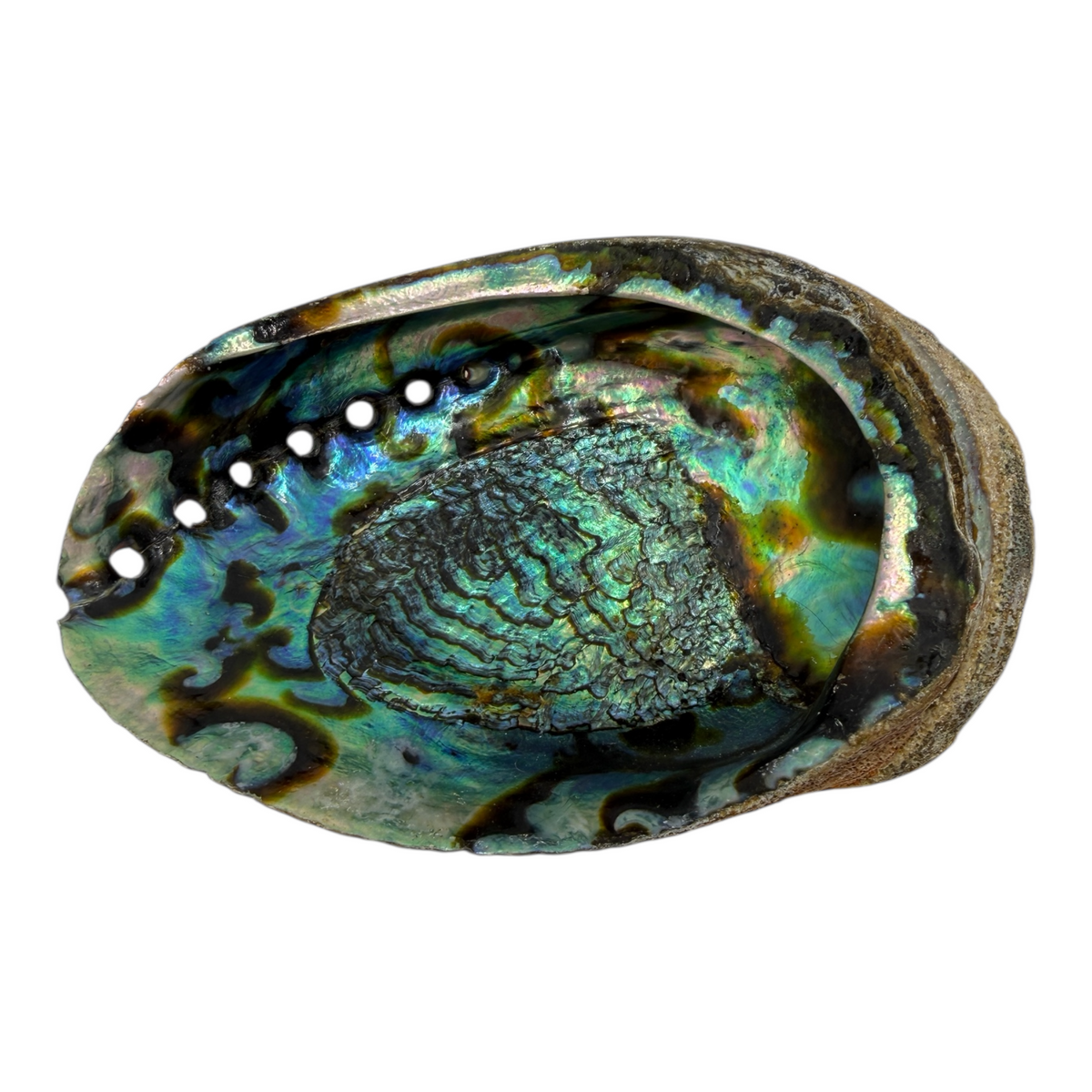 Abalone Shell