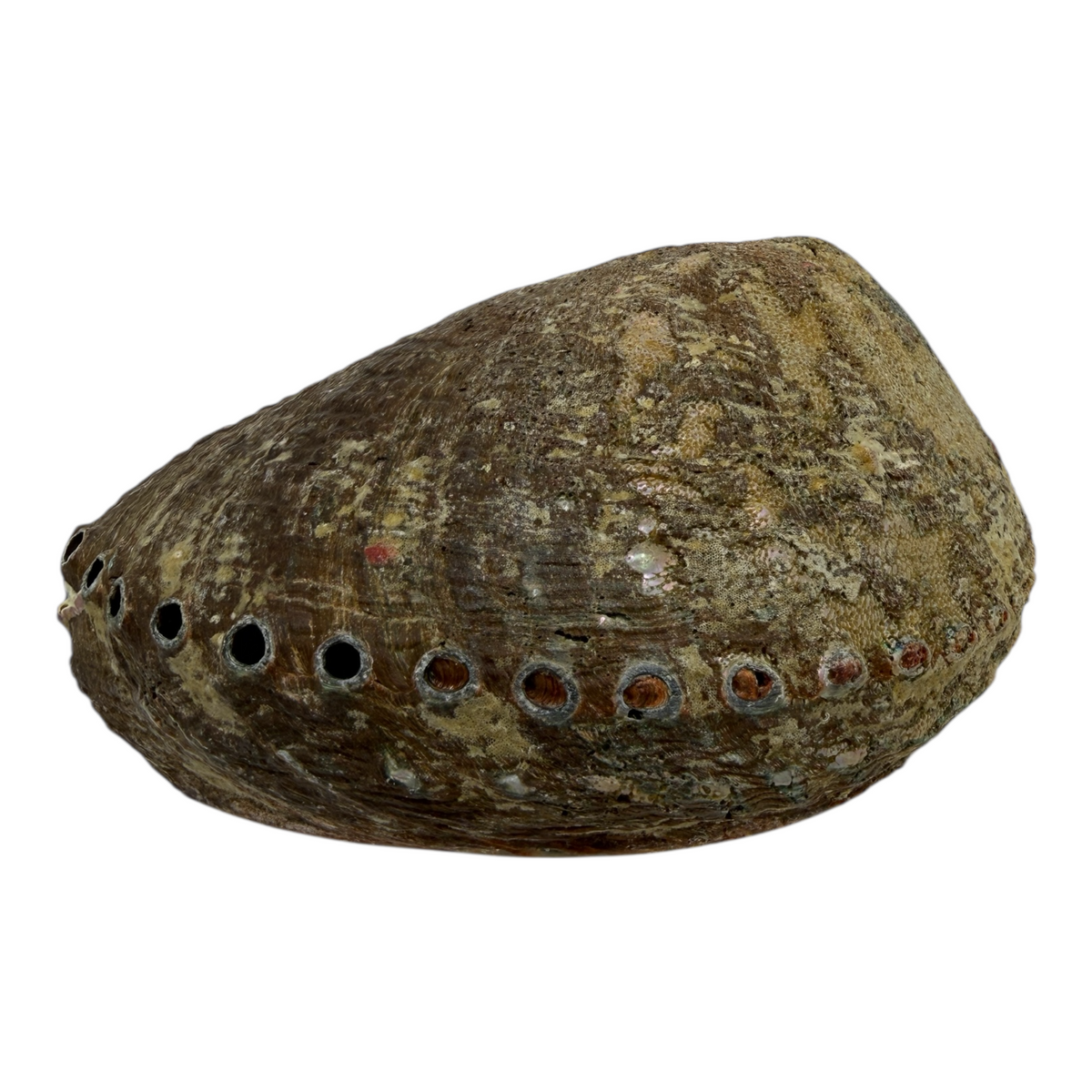Abalone Shell
