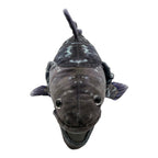 Coelacanth Plush (22.5")