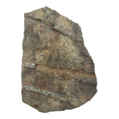 Fossil Crinoid (5")