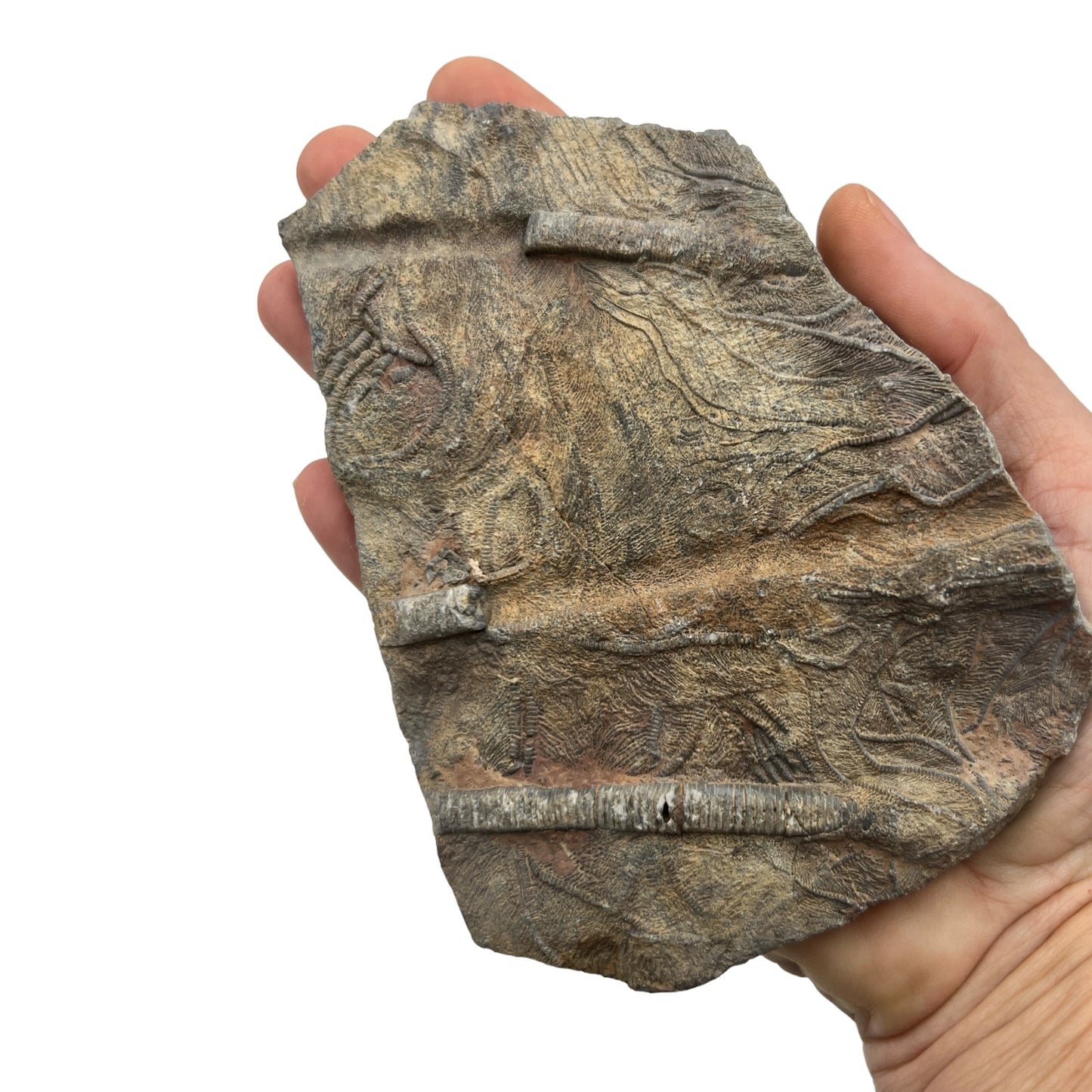 Fossil Crinoid (5")