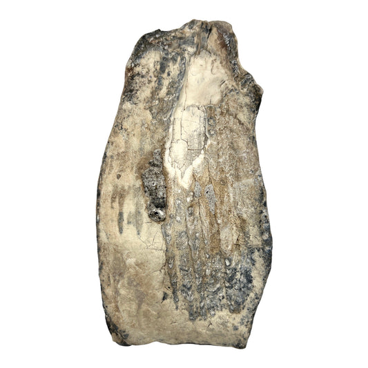 Mammoth Tooth Fragment (Large)