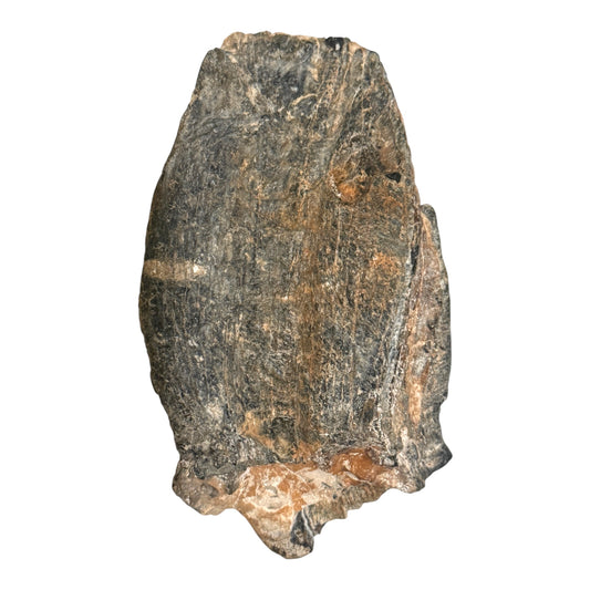 Mammoth Tooth Fragment (Large)