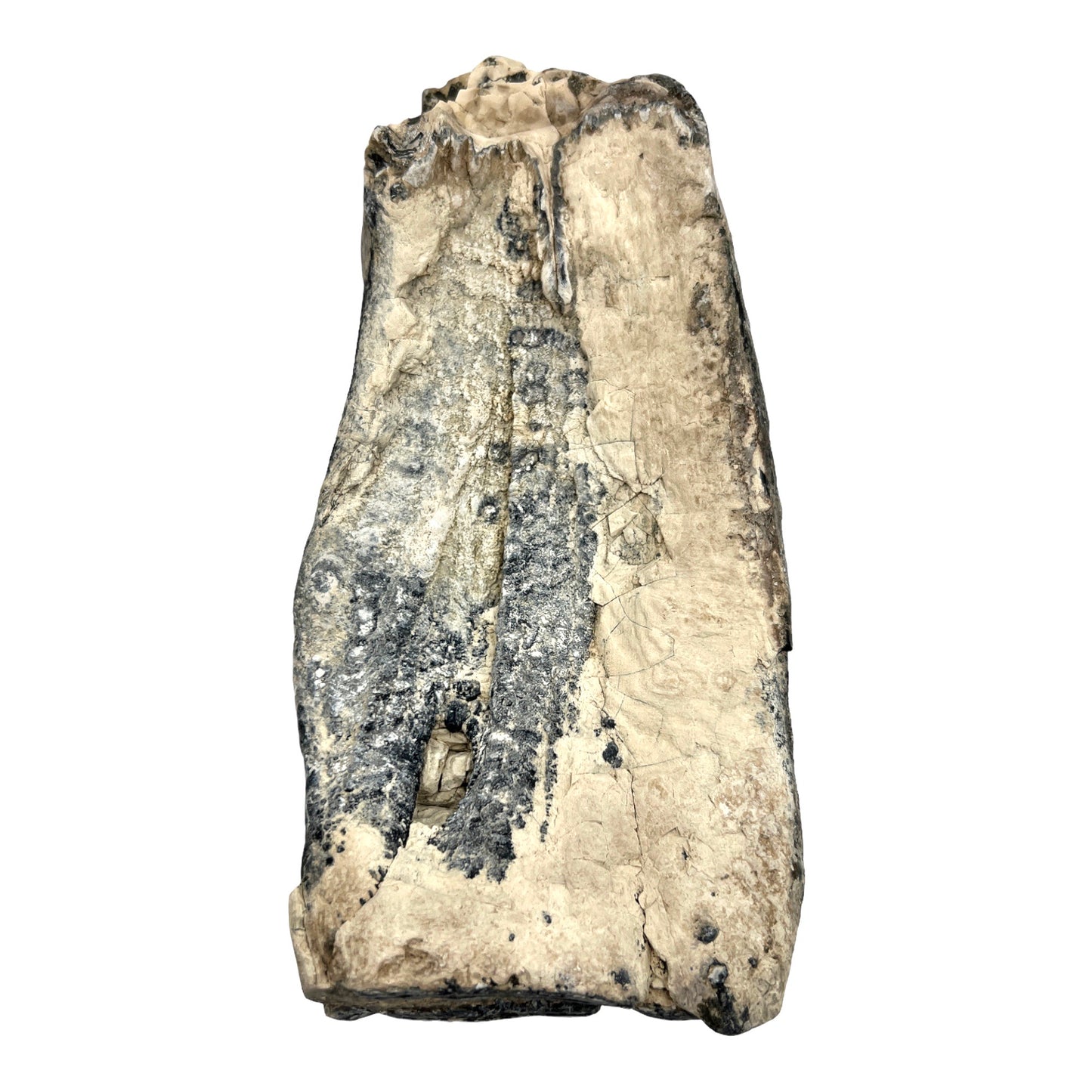 Mammoth Tooth Fragment (Large)