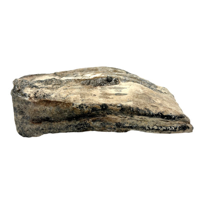 Mammoth Tooth Fragment (Large)