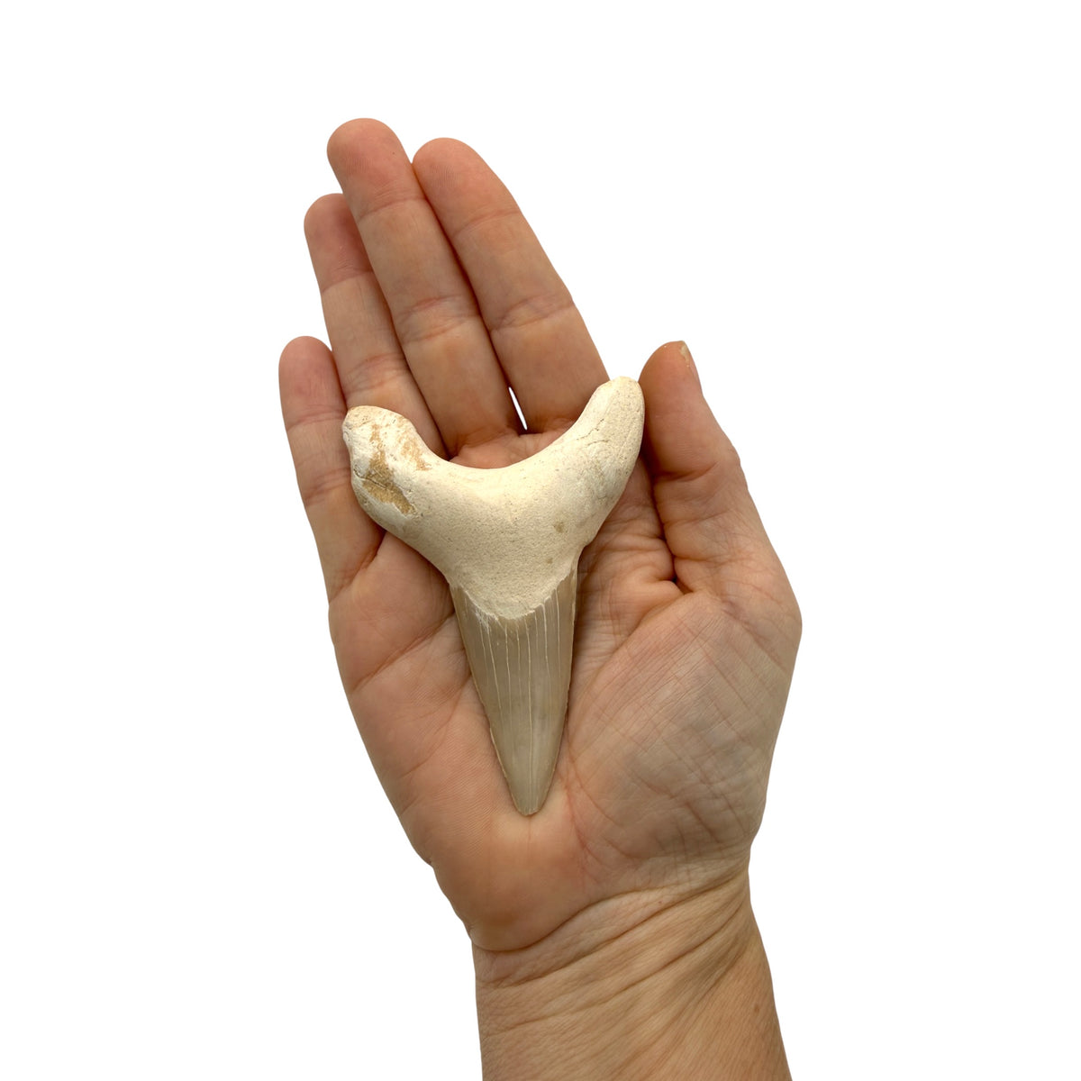 Fossil Shark Tooth (Otodus)