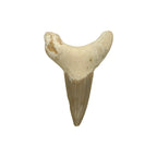 Fossil Shark Tooth (Otodus)