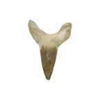 Fossil Shark Tooth (Otodus)