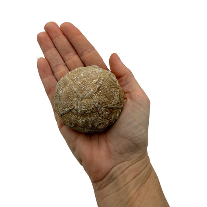 Sea Urchin Fossil