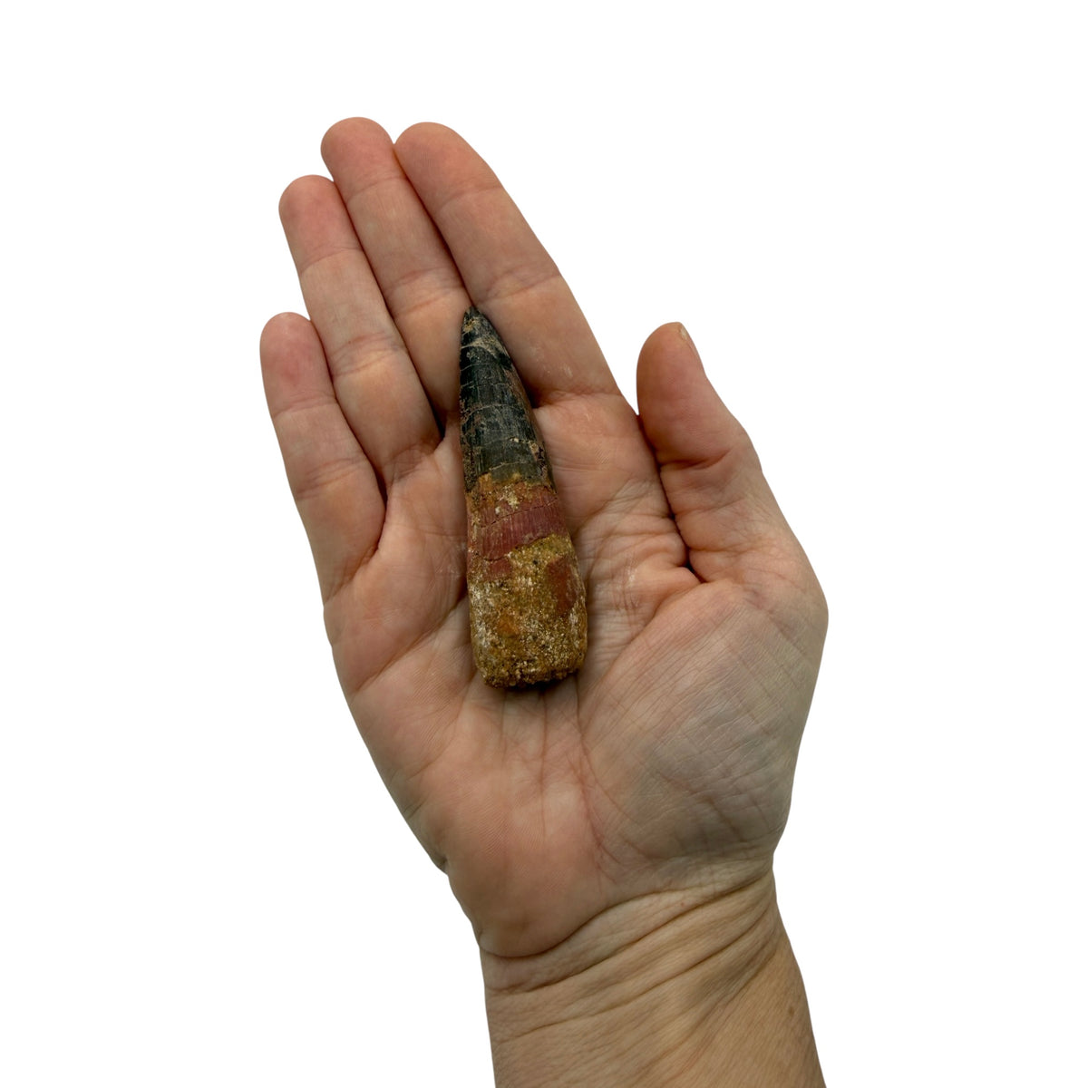 Fossilized Dinosaur Tooth (Spinosaurus, 2-3")