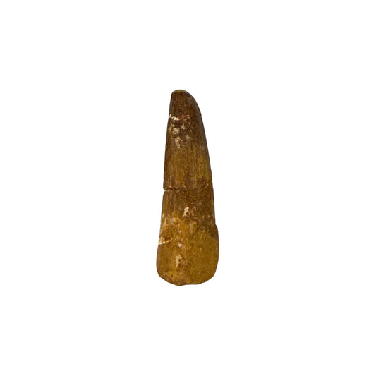 Fossilized Dinosaur Tooth (Spinosaurus, 2-3")