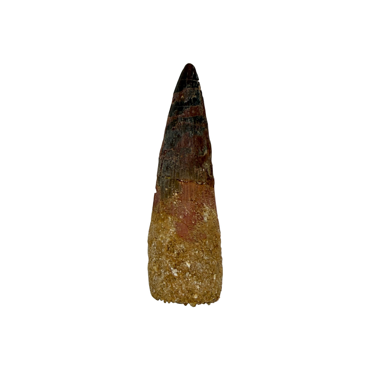 Fossilized Dinosaur Tooth (Spinosaurus, 2-3")