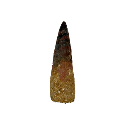 Fossilized Dinosaur Tooth (Spinosaurus, 2-3")