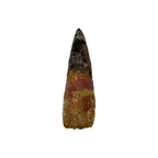 Fossilized Dinosaur Tooth (Spinosaurus, 2-3")