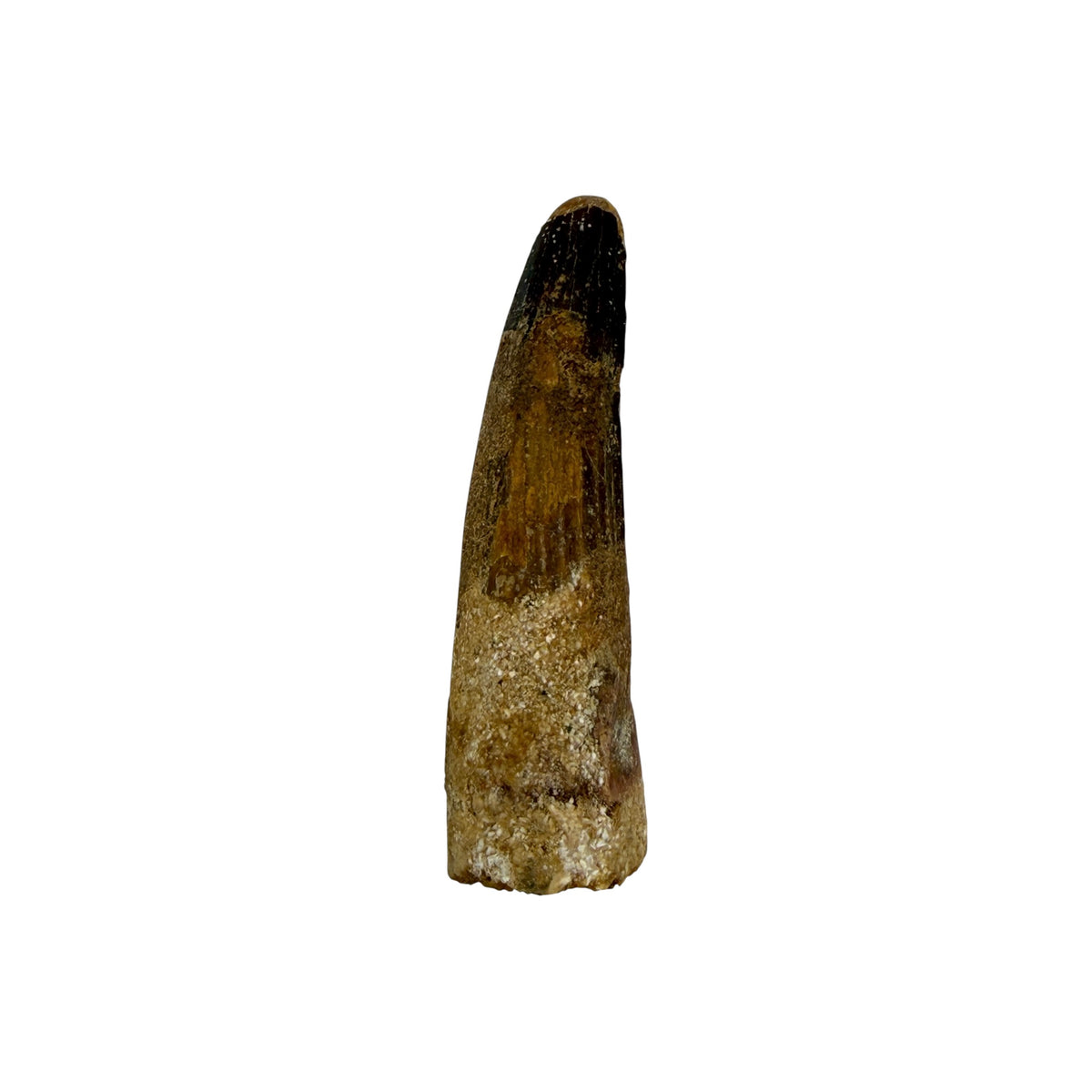 Fossilized Dinosaur Tooth (Spinosaurus, 2-3")