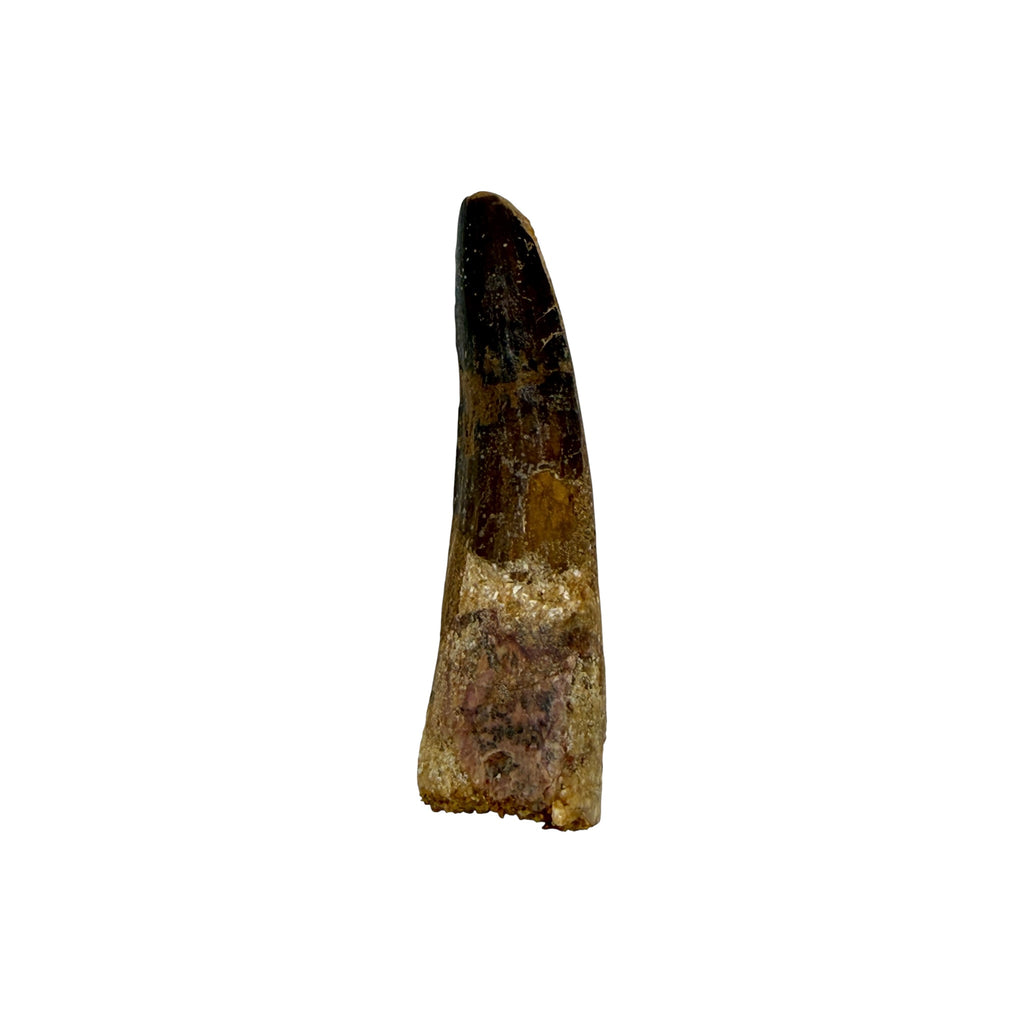 Fossilized Dinosaur Tooth (Spinosaurus, 2-3")