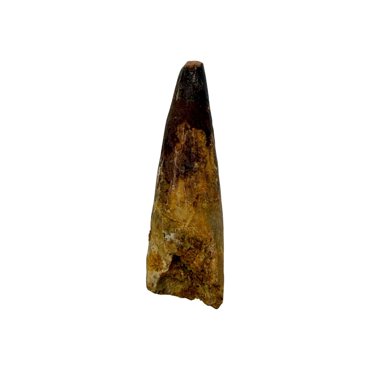 Fossilized Dinosaur Tooth (Spinosaurus, 2-3")