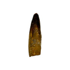 Fossilized Dinosaur Tooth (Spinosaurus, 2-3")