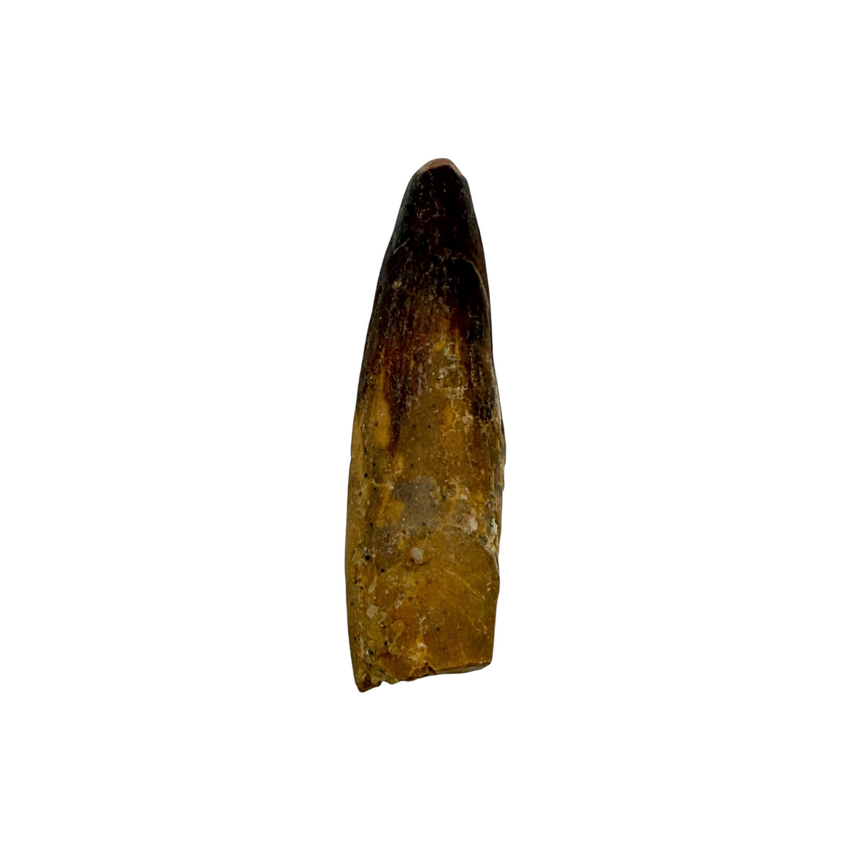 Fossilized Dinosaur Tooth (Spinosaurus, 2-3")