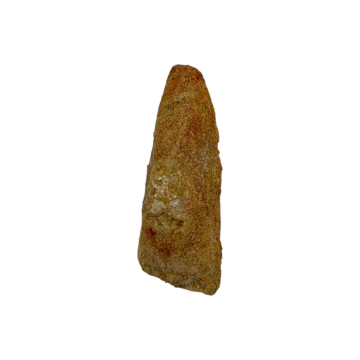 Fossilized Dinosaur Tooth (Spinosaurus, 2-3")