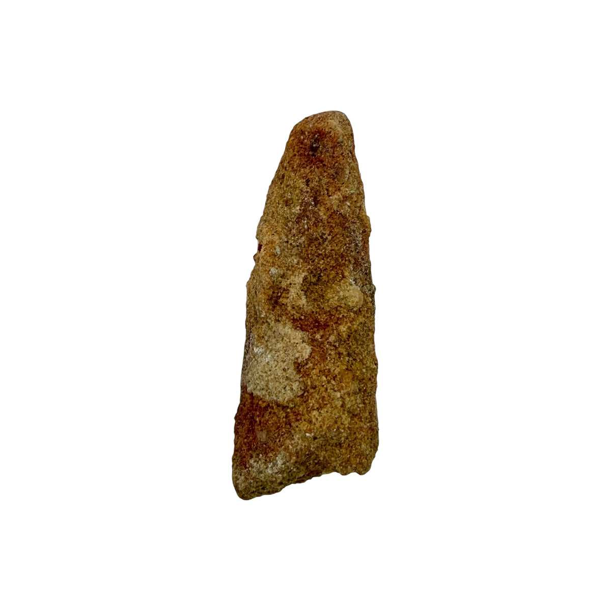 Fossilized Dinosaur Tooth (Spinosaurus, 2-3")