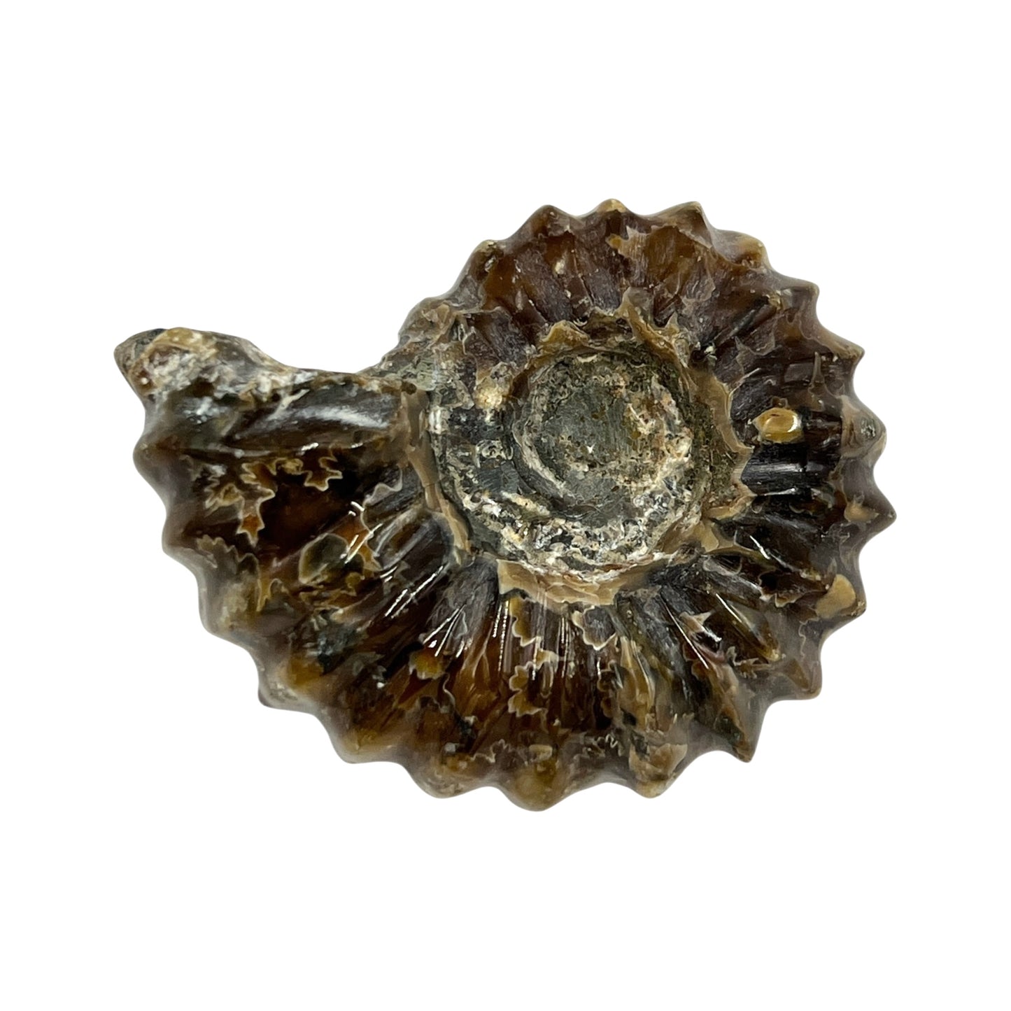 Tractor Ammonite