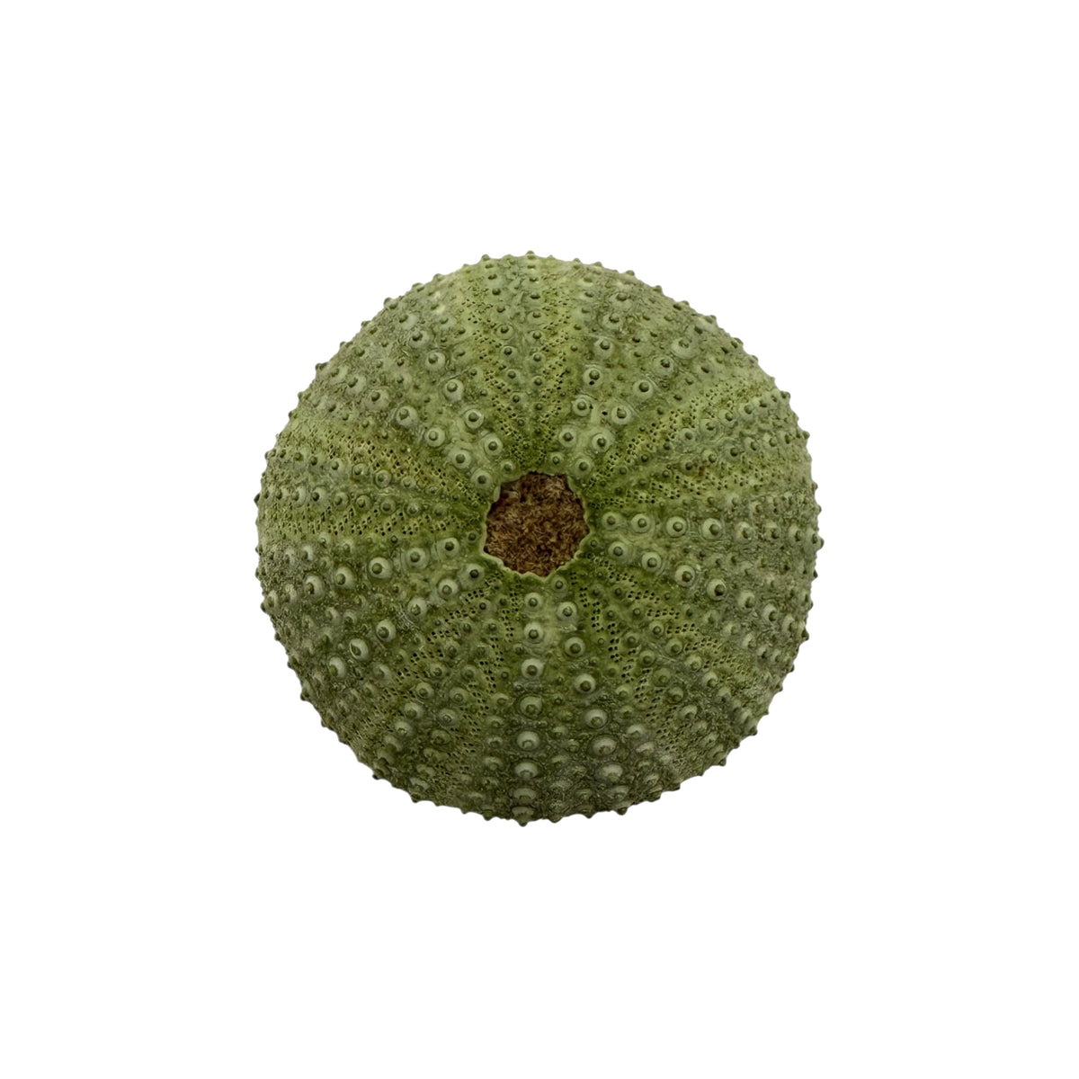 Sea Urchin Paperweight