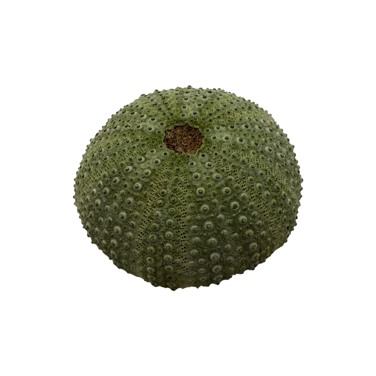 Sea Urchin Paperweight