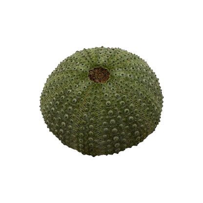 Sea Urchin Paperweight