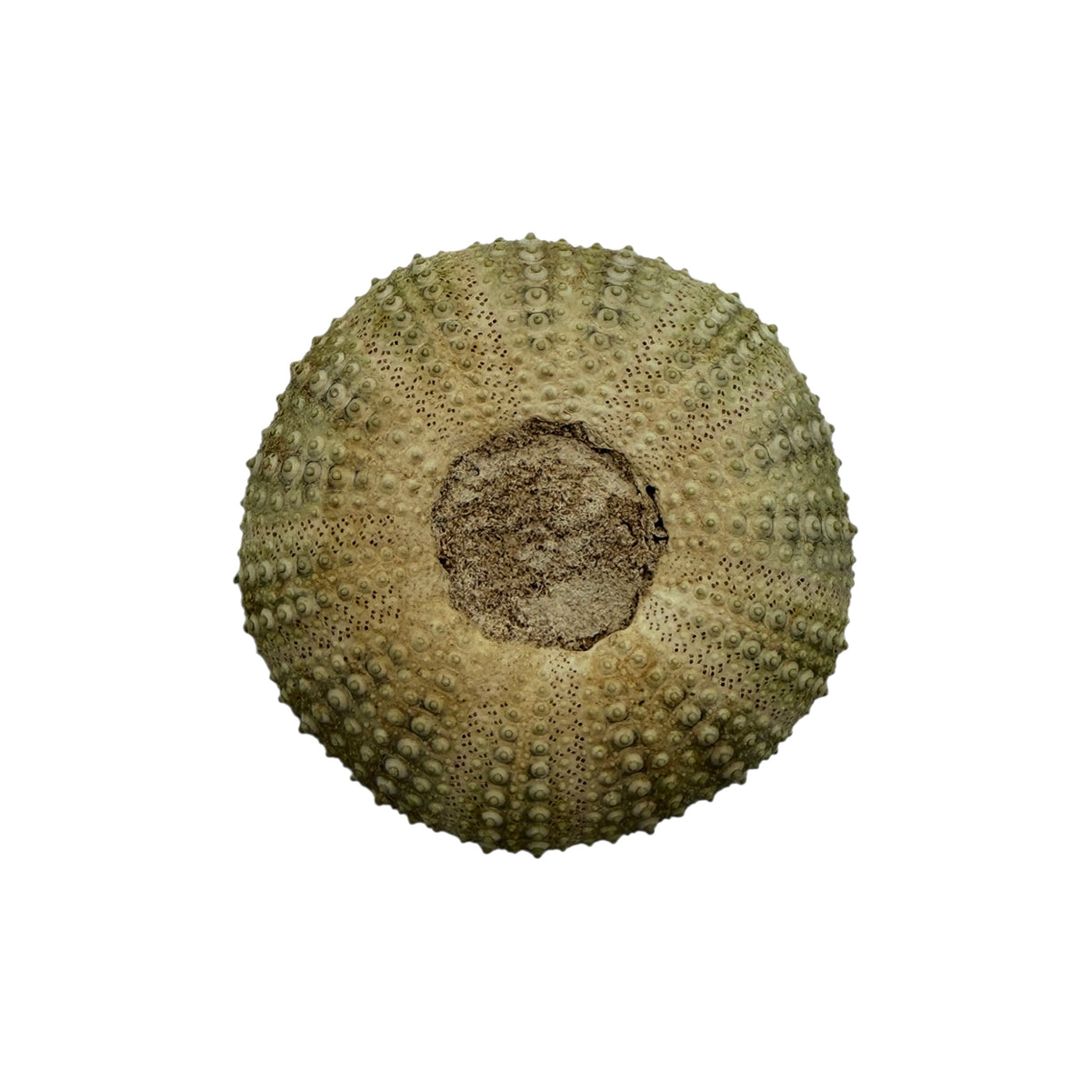 Sea Urchin Paperweight