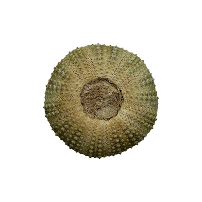 Sea Urchin Paperweight