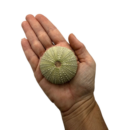 Sea Urchin Paperweight