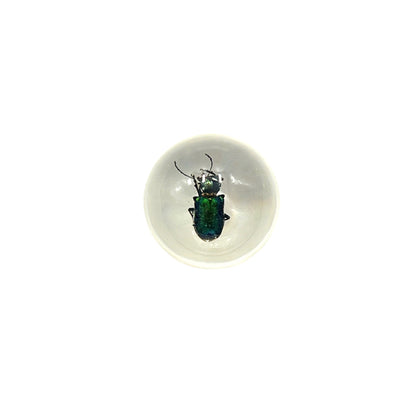 Specimen Orbs (Beetles)