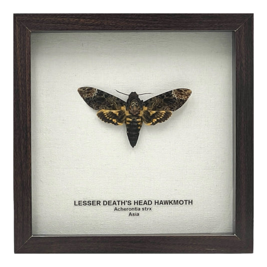 Lesser Death's Head Hawkmoth