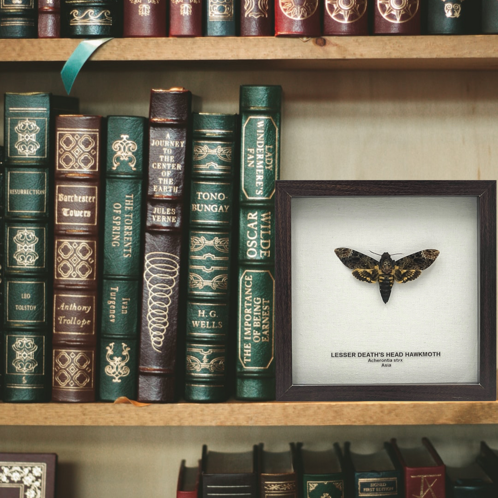 Lesser Death's Head Hawkmoth