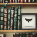 Lesser Death's Head Hawkmoth