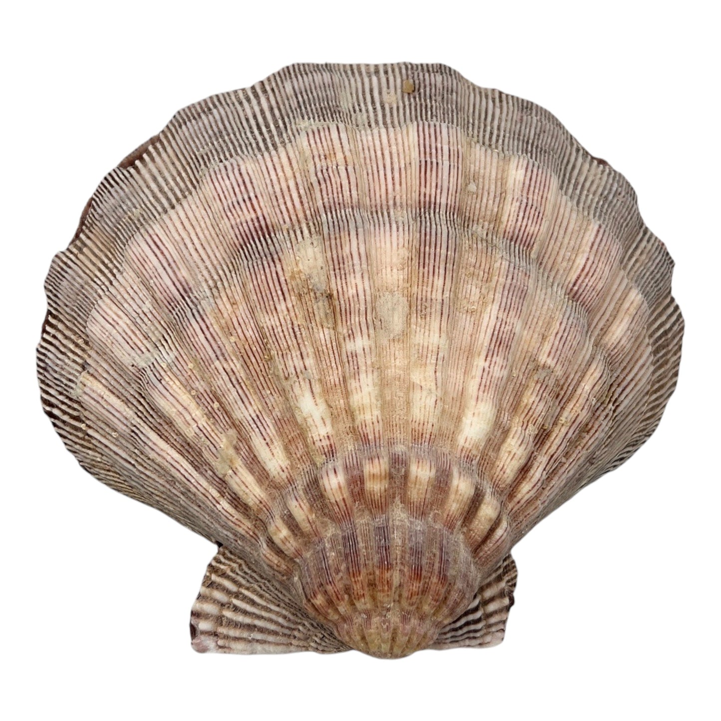 Lion's Paw Scallop Pair (6")