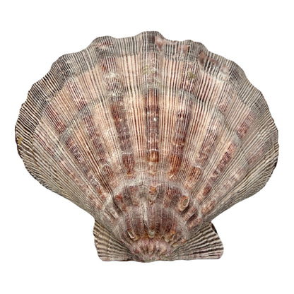 Lion's Paw Scallop Pair (6")