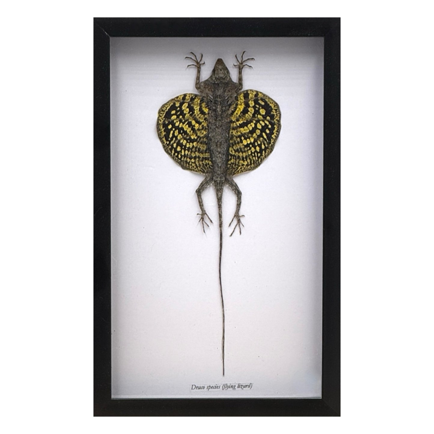 Draco Lizard in Frame