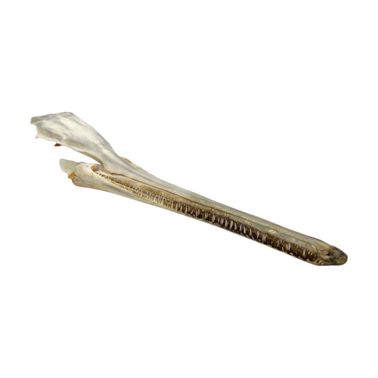 Skull (Longnose Gar)