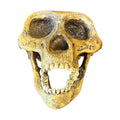 Skull Replica (Lucy, Australopithecus Afarensis)