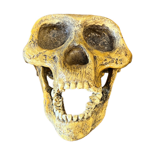 Skull Replica (Lucy, Australopithecus Afarensis)