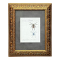 Lycosa Maculata and Lycosa Waglerii - Framed Art by Carl Wilhelm Hahn
