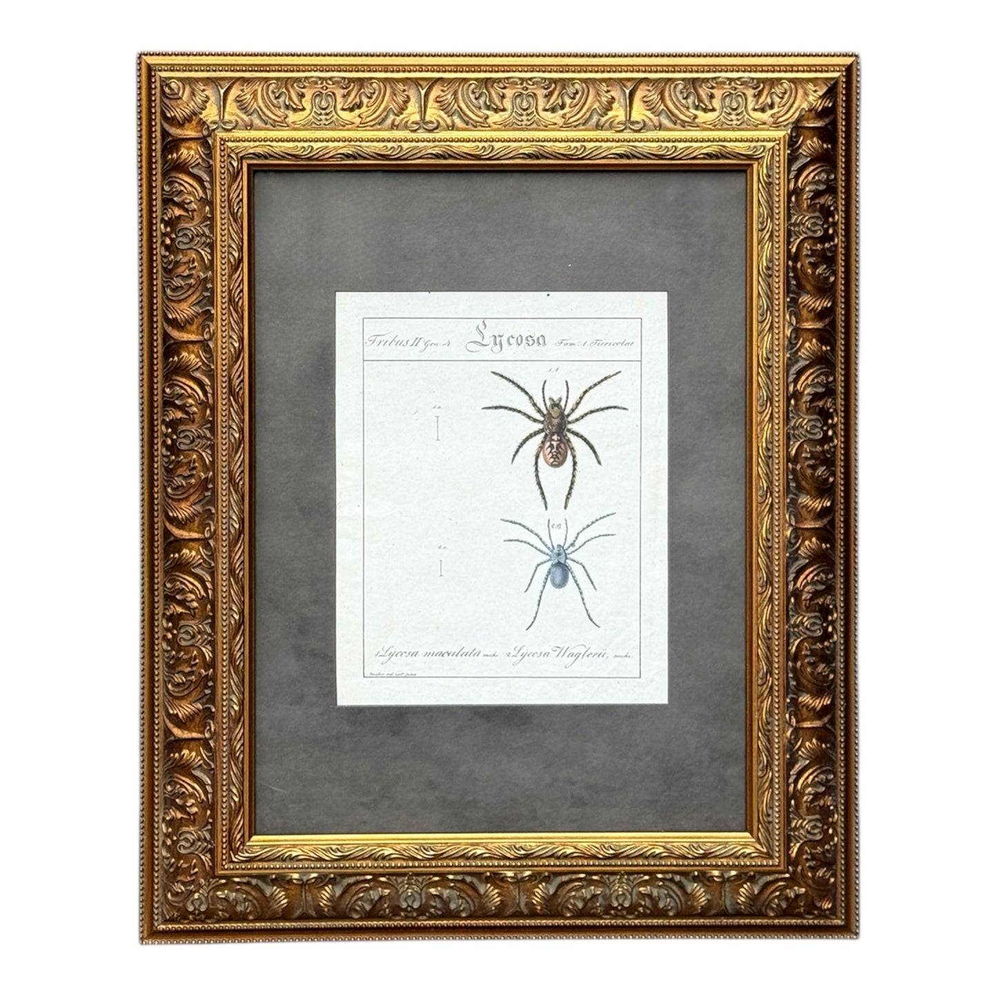 Lycosa Maculata and Lycosa Waglerii - Framed Art by Carl Wilhelm Hahn